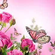 uncommon princess butterfly dp for whatsapp